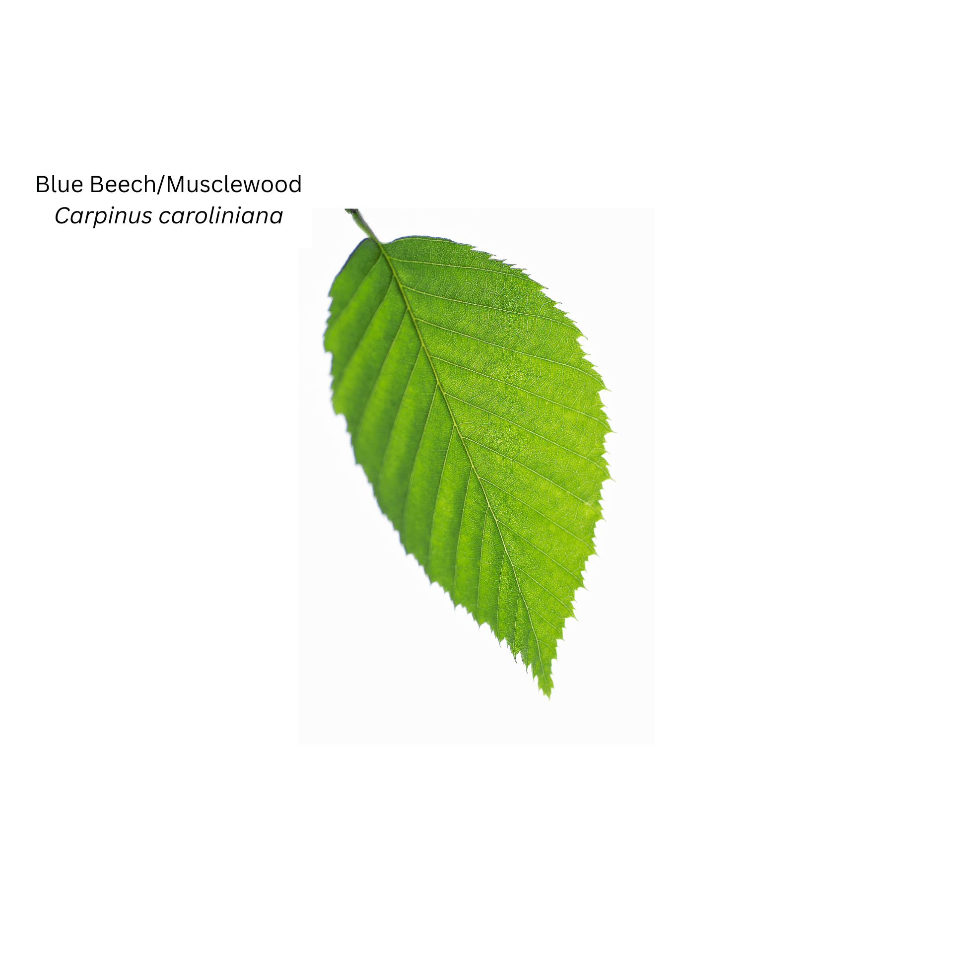 Blue Beech/Musclewood – Land Care Niagara