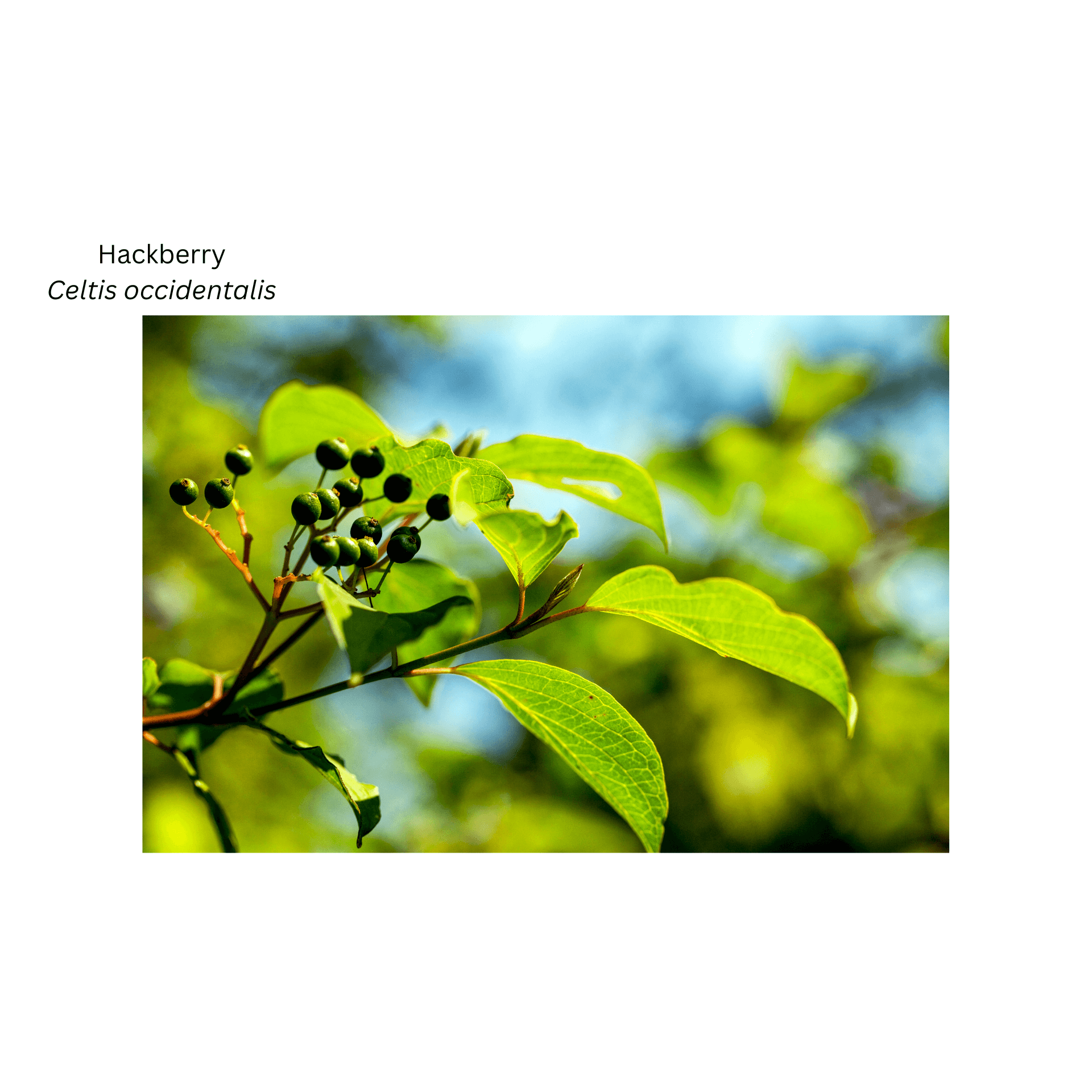 Hackberry Ultra Hackberry – Land Care Niagara
