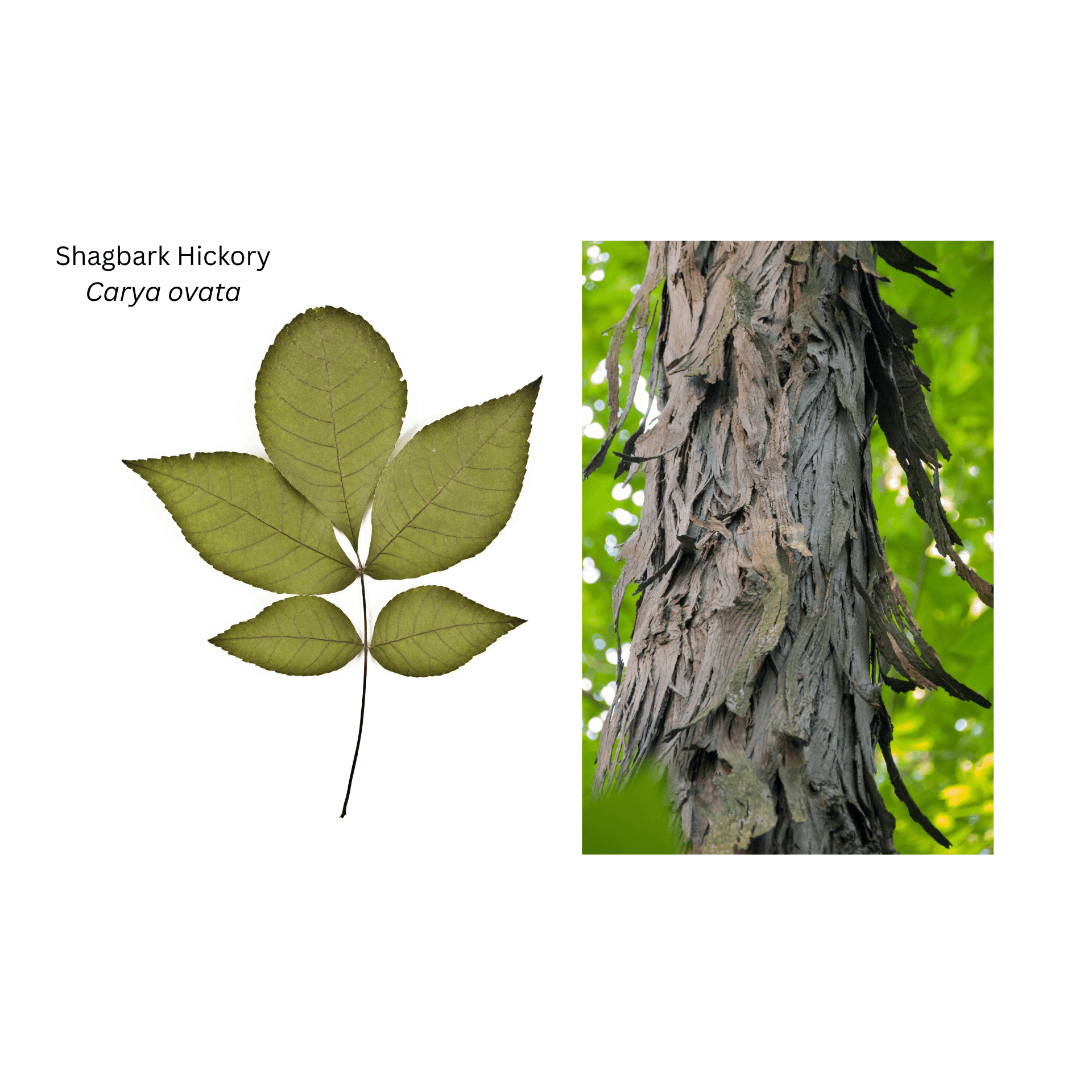 Shagbark Hickory – Land Care Niagara